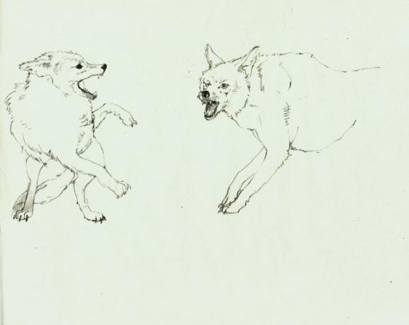 Mint Chocolate Wolf Fight © Lauren Nassef