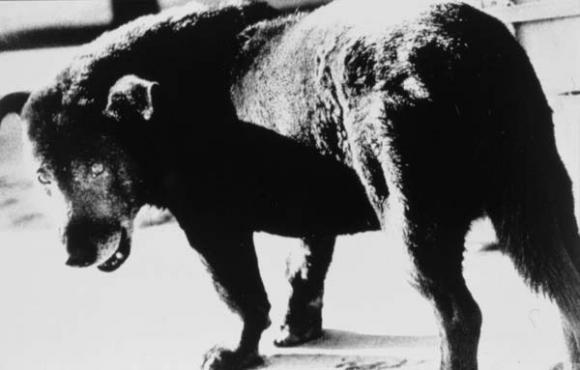 Daido Moriyama,Stray Dog, 1971