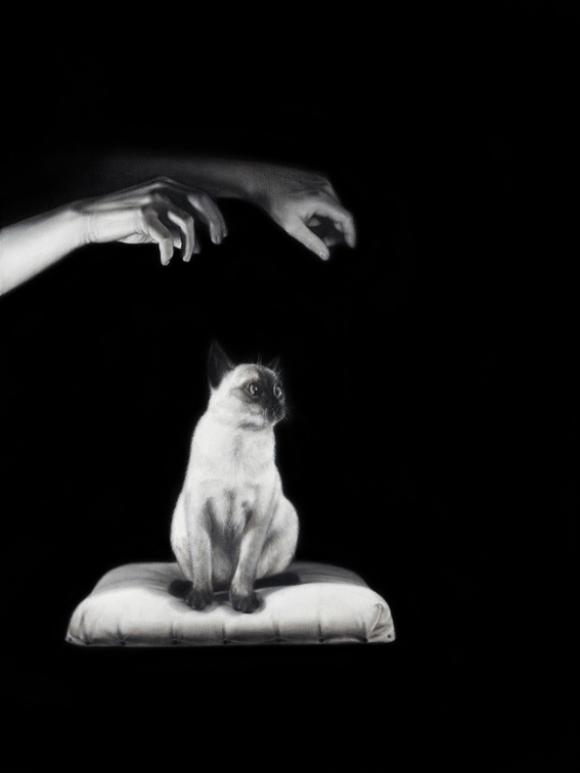 Mysterious Pair of Hands Hypnotiz a Siamese Cat, 2020 © Drago Persic