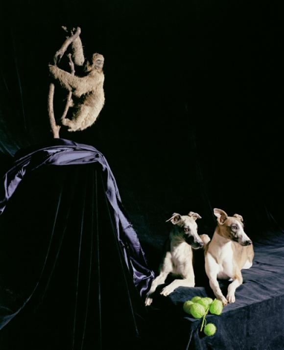 Nadin Maria Rüfenacht, Nature morte, Zwei Hunde mit Faultier, 2005