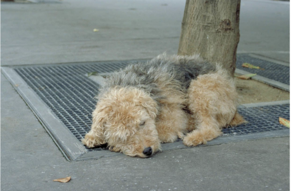 o.T., 1998, © Maurizio Cattelan, Foto Galerie Perrotin