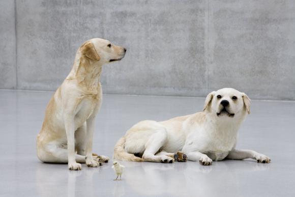 o.T., 2007 © Maurizio Cattelan, Foto Kunsthaus Bregenz