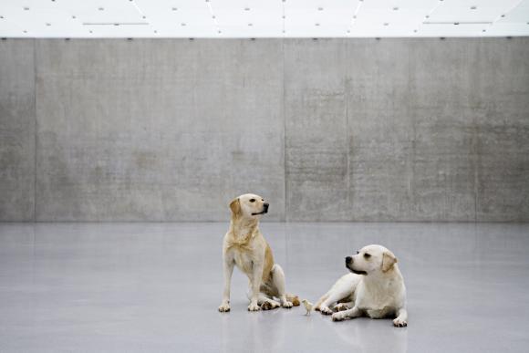 o.T., 2007 © Maurizio Cattelan, Foto Kunsthaus Bregenz
