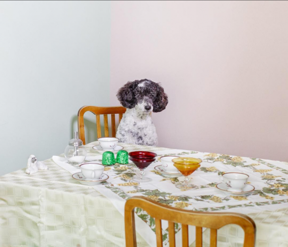 One-Dog Policy, Heku and her birthday party table © Maija Astikainen