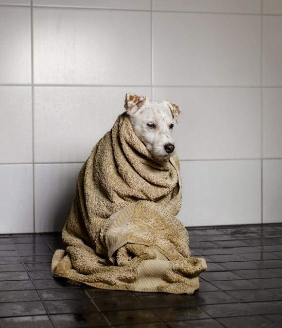 One-Dog Policy, Kerttu after shower © Maija Astikainen