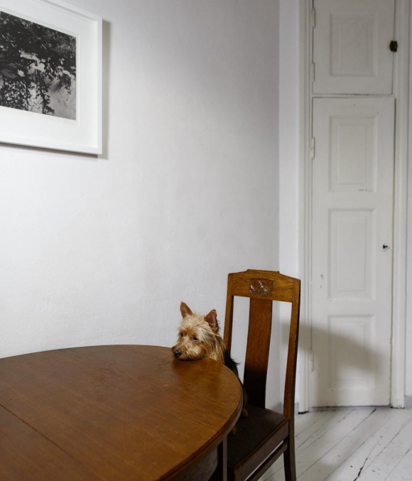 One-Dog Policy, Neko © Maija Astikainen