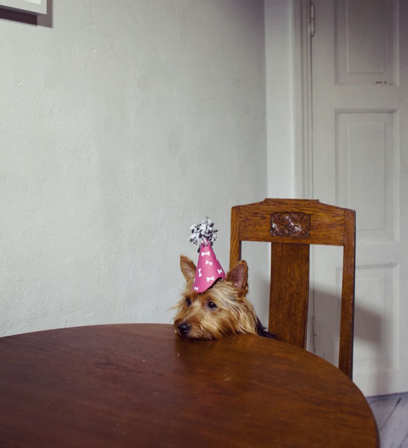 One-Dog Policy, Neko with his birthday hat on © Maija Astikainen