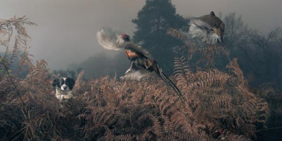 Penny working the bracken © Tim Flach