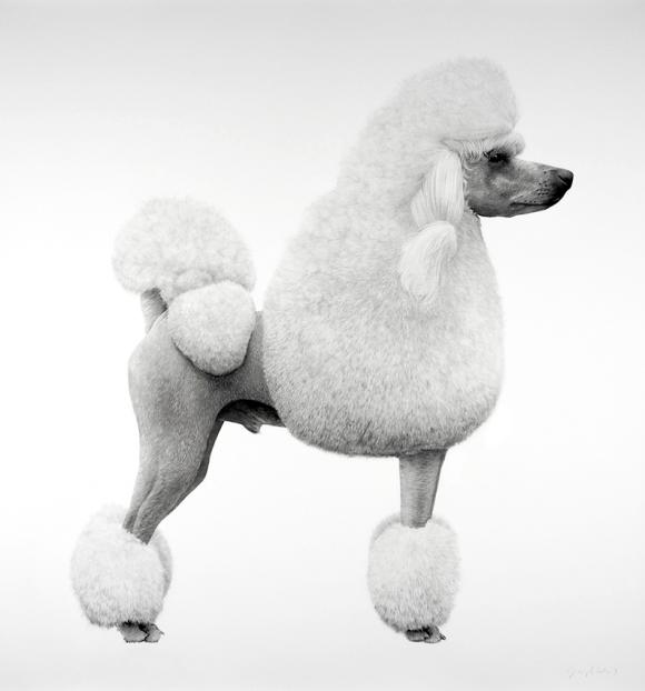 Poodle II, 2019, Drawing on primed linen © Jonathan Delafield Cook