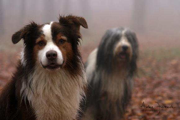 Portrait im Nebel © Anke Jurrack