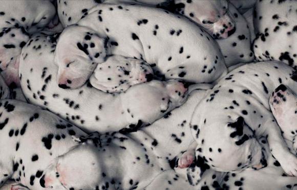 Puppies © Tim Flach