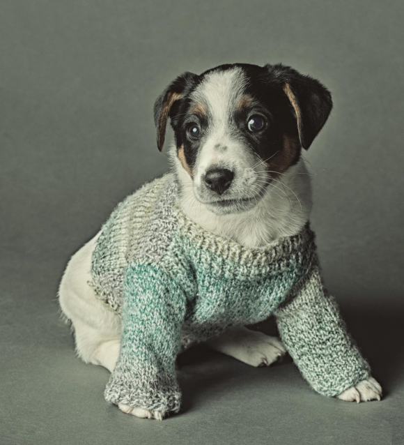 Puppy © Ursula van de Bunte