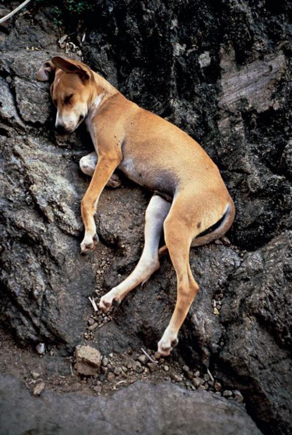 Gabriel Orozco, Perro durmiendo, Sleeping dog, 1990