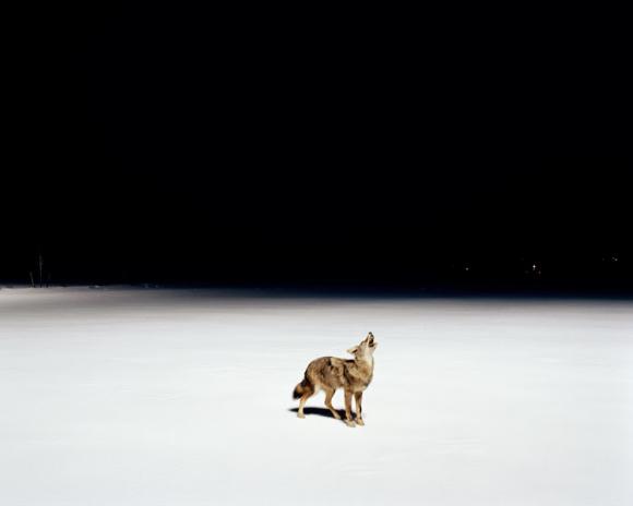 Howl © Amy Stein