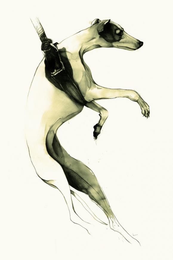 Suspended Greyhound © Kareena Zerefos