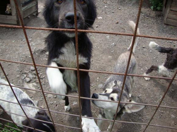 Tashi und Hedy im rumänischen Tierheim Reghin