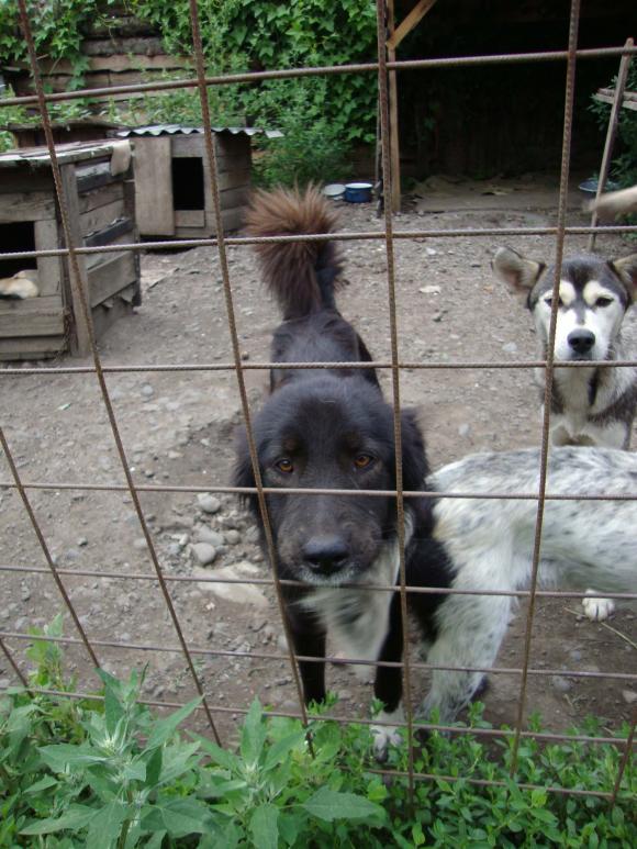 Tashi und Hedy im rumänischen Tierheim Reghin