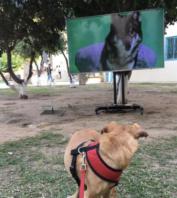 Standing Still, Installationsansicht Framing Movements, 2021, Tel Aviv 