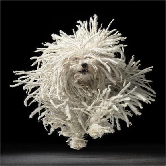 Tim Flach