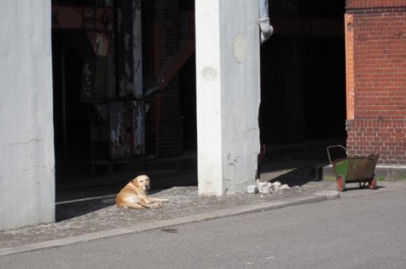 Wartende Hunde © Barbara Wrede