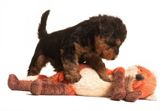 Welsh Terriers © Paul Croes