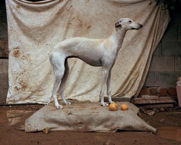 White Galga © Martin Usborne